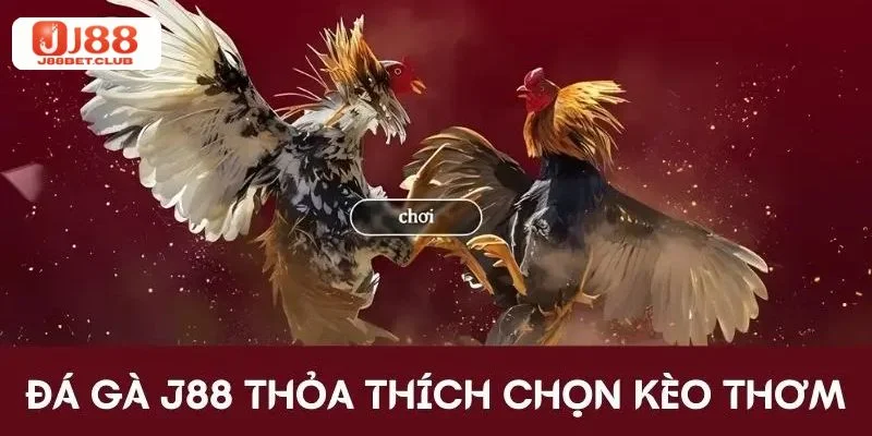 Cược đá gà J88 có hàng ngàn kèo chơi hấp dẫn. 