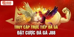 Cược Đá Gà J88: Bí Quyết Bắt Mọi Kèo Gà Đá Từ Sư Kê