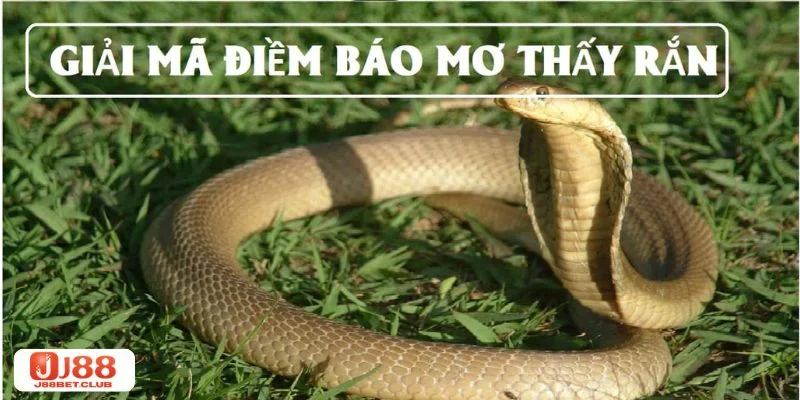 Nằm mơ thấy rắn muốn giải mã đúng cần căn cứ vào từng trường hợp.