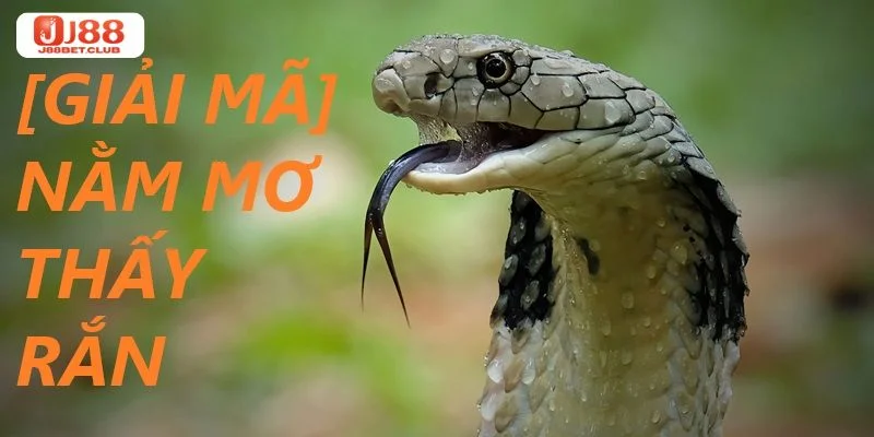 Nằm mơ thấy rắn là giấc mộng báo hiệu nhiều điềm báo.
