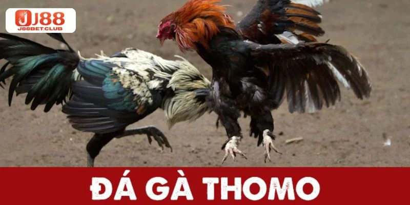 Mẹo Cược Mẹo cược đá gà Thomo Ẵm Trọn Tiền Thưởng - J88 Thomo là kèo chơi đa dạng các cửa đặt cược.