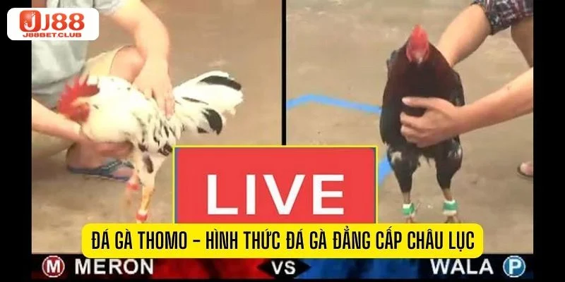 Mẹo Cược Mẹo cược đá gà Thomo Ẵm Trọn Tiền Thưởng - J88 Quan sát chiến kê trước trận đấu là mẹo cược đá gà Thomo hiệu quả.